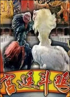 功夫斗鸡